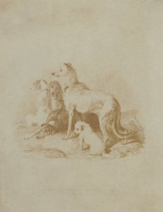 Een Groep van Vijf Honden